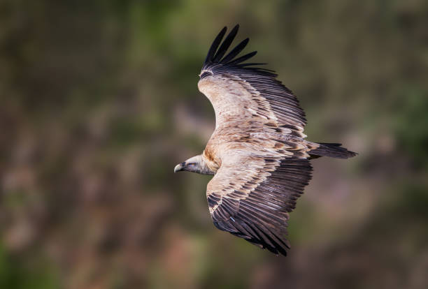 istock Griffon vulture flying in nature. 1286294455