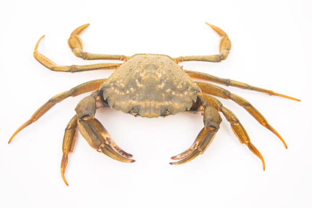 istock sea ​​crab on a white background 1286294682