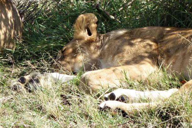 istock Elongated lioness 1286294755