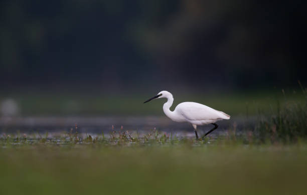 istock Little egret walking through wetland. 1286294781