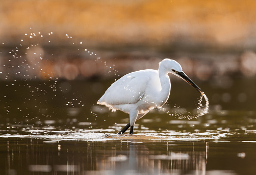 White little egret walking through water.