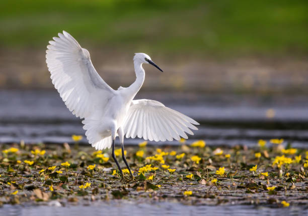 istock Little egret in wetland. 1286294957