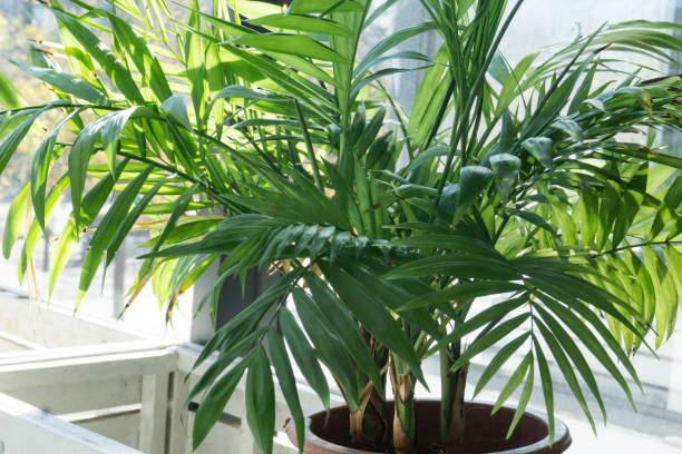 istock Indoor green potted plants 1286295039