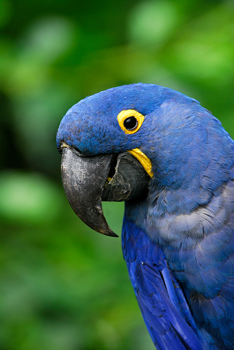 Hyacinth Macaw in Amazonia
