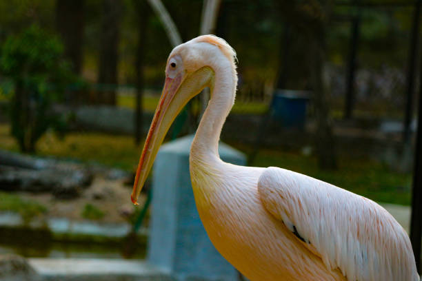 istock Spot-billed pelican 1286295853