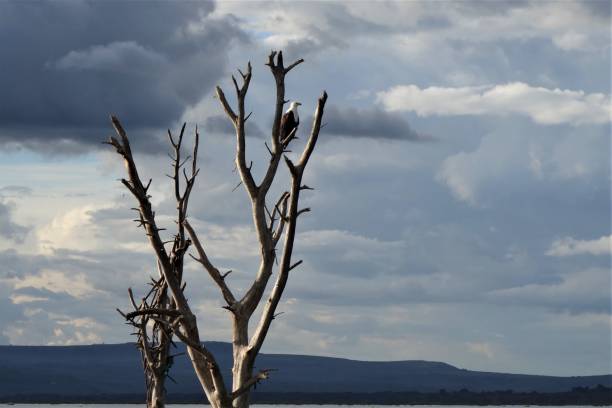 istock Royal Eagle at Lake Naivasha 1286297838