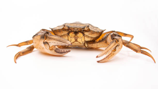 istock sea ​​crab on a white background 1286297914