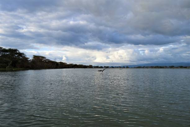 istock Eagle flying over Lake Naivasha 1286298558