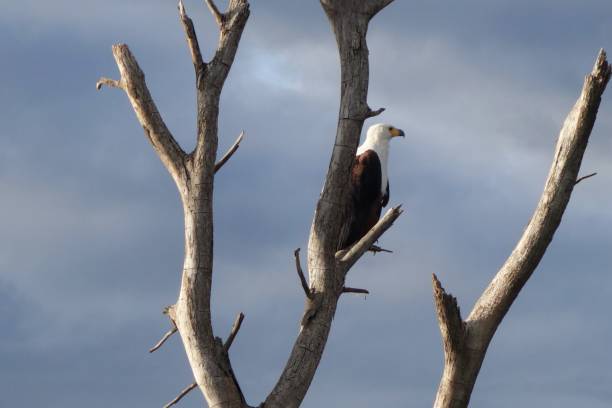 istock Royal Eagle at Lake Naivasha 1286298702