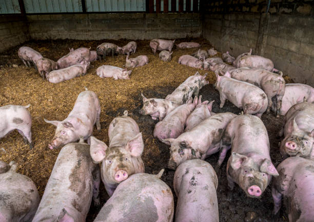 istock Pigs on the farm 1286298853