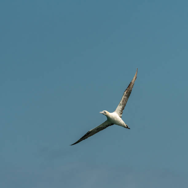 istock A Northern Gannet (Morus bassanus) in flight 1286299925