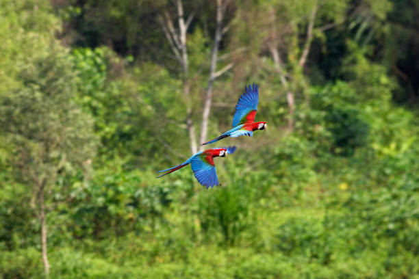 Green-Winged Macaw Green-Winged Macaw in Peru flying green winged macaw stock pictures, royalty-free photos & images
