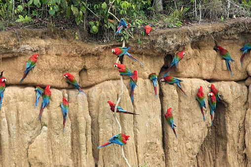 Green-Winged Macaw in Peru