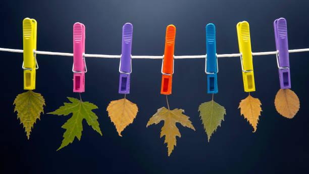 istock autumn dry leaves hang on colored clothespins 1286300128