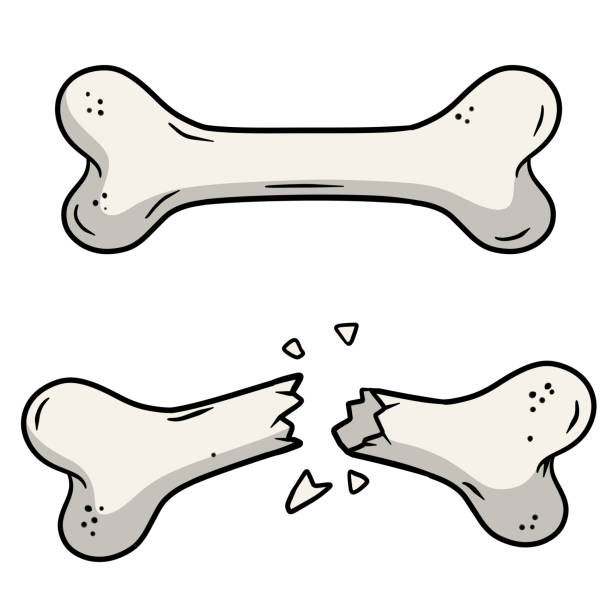 Vector de hueso de dibujos animados para Descargar Gratis | FreeImages Vector de hueso de dibujos animados para Descargar Gratis | FreeImages
