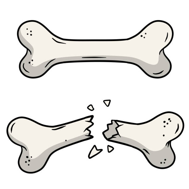 Cartoon Dog Bone Stock Photos, Pictures & Royalty-Free Images - iStock
