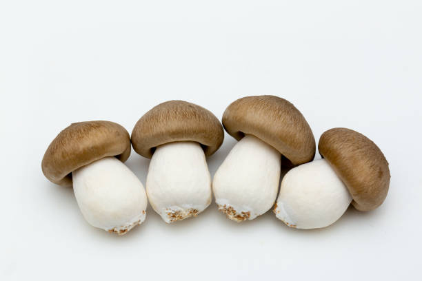 리오필룸 시메지 - 만가닥 버섯 뉴스 사진 이미지