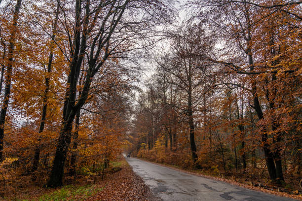 istock road in nature, autumn forest 1286301192