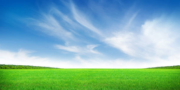 istock Green grass field and clear blue sky 1286301241