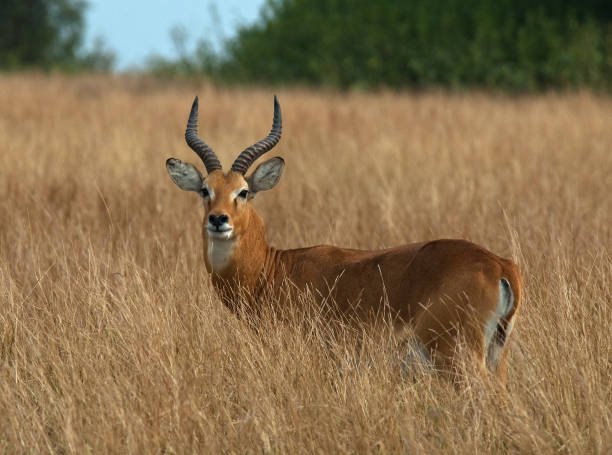 istock Kob,  Kobus kob perched in tall gras 1286301614