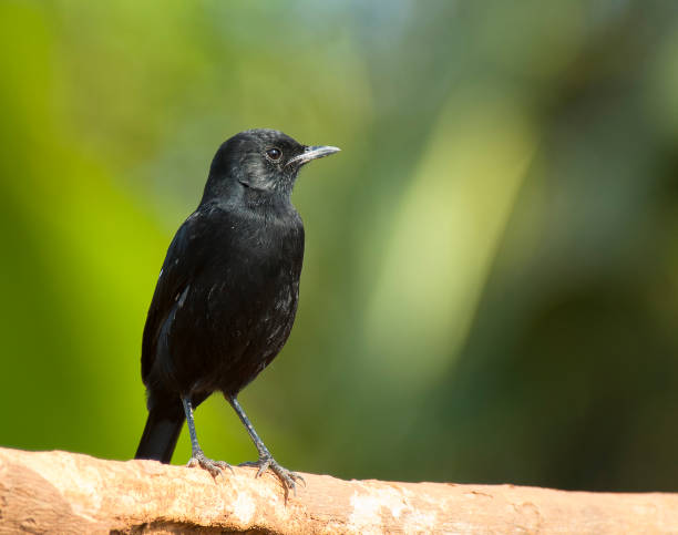 istock Birds of Uganda 1286301691