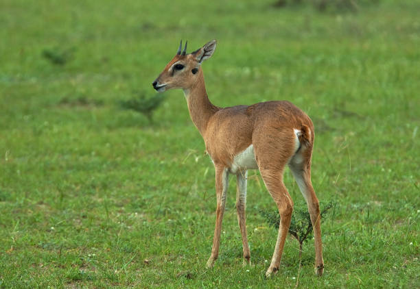 istock Birds of Uganda 1286301812