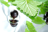black currant reflected in water selective focus