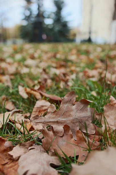 istock autumn yellow leaves on grass 1286305977