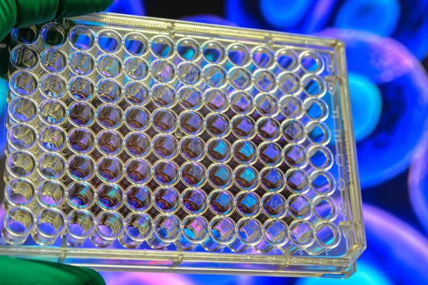 investigación de cultivo celular. - microplate fotografías e imágenes de stock