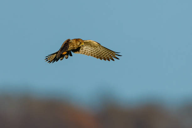 A hunting Kestrel in the air A hunting Kestrel in the air falco columbarius stock pictures, royalty-free photos & images
