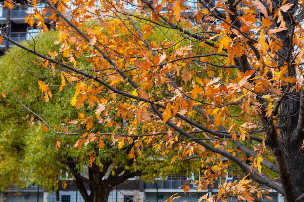 istock trees standing in front of a multi-storey building 1286308658