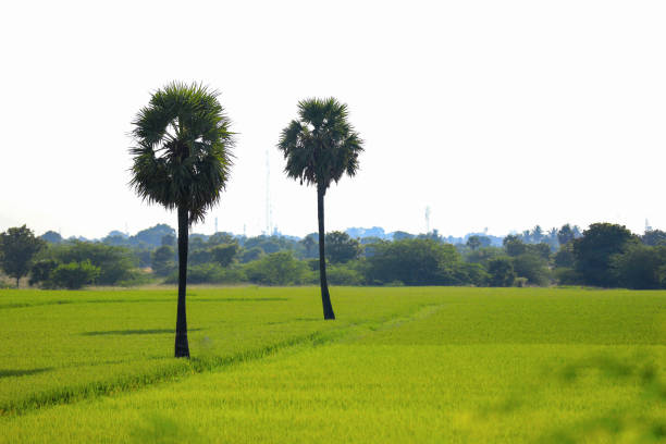 two palm trees in a lush green paddy field during sunrise