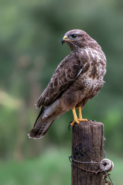 istock A beautiful Common Buzzard (Buteo buteo) sitting on a fence post at a pasture looking for prey. 1286311942