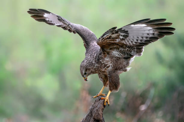 istock A beautiful Common Buzzard (Buteo buteo) sitting on a fence post at a pasture looking for prey. 1286312048