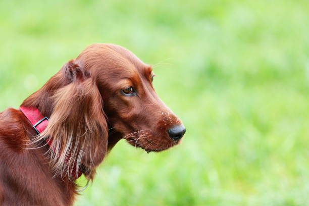 istock Sad red irish setter dog with water drops at nose 1286312904