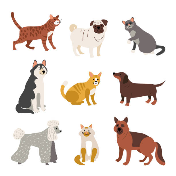 ilustrações de stock, clip art, desenhos animados e ícones de different pets assortment vector illustration - dog set humor happiness