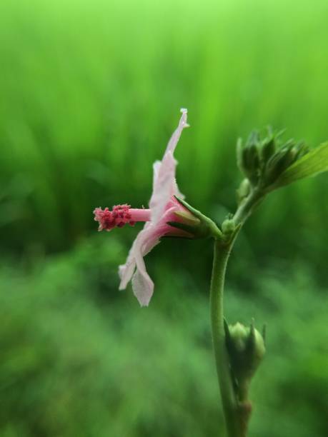 istock Pink flower with green background 1286314105