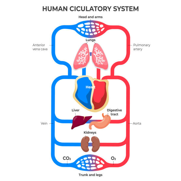 ilustrações de stock, clip art, desenhos animados e ícones de flat design circulatory system infographic illustration vector - bloodstream