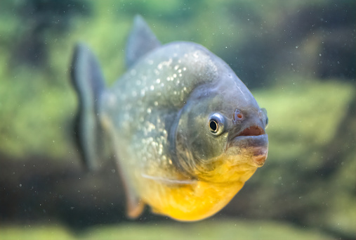 picturesque school of vibrant Amazonian predatory piranhas. Tropical fish of Brazil