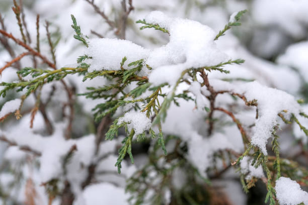 istock Autumn photo sketching the first snow 1286317589