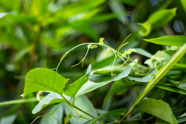 istock Natural green leaves on a blurred green background 1286317670