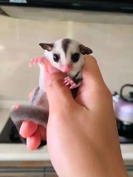 Photo of Sugarglider joey in a palm of hand