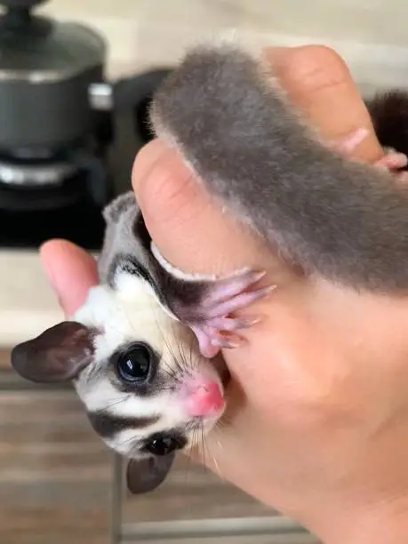 Photo of Sugarglider joey in a palm of hand