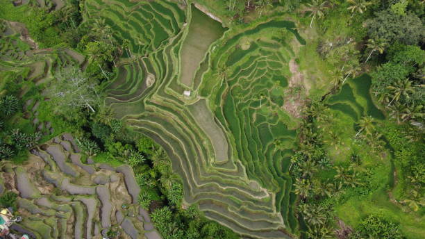 istock Tegallalang Rice Terrace 2020, Bali , Indonesia 1286318205