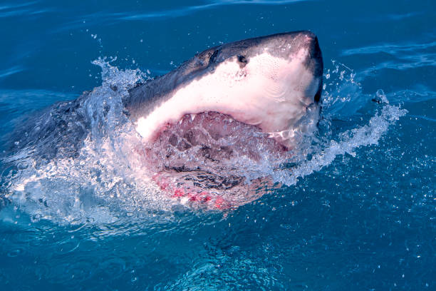 istock Great White Shark, Gansbaai, South Africa 1286318383
