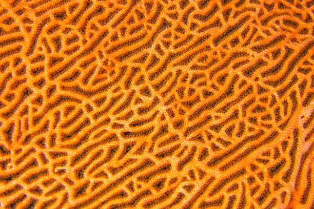 istock Gorgonian, South Ari Atoll, Maldives 1286318930