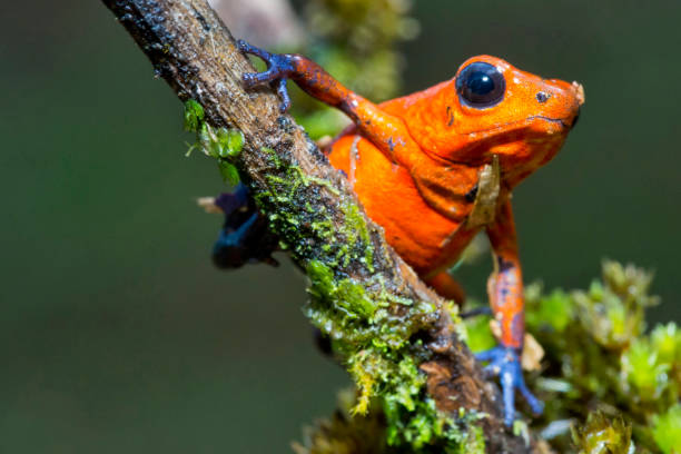 Dart Poison Frog, Tropical Rainforest, Costa Rica Dart Poison Frog, Blue Jeans, Oophaga pumilio, Dendrobates pumilio,Tropical Rainforest, Costa Rica, Central America, America poison arrow frog stock pictures, royalty-free photos & images