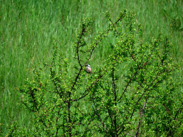 istock Red-backed Shrike (Lanius collurio) looming for prey 1286319630