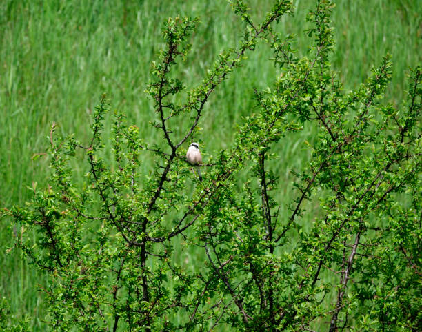 istock Red-backed Shrike (Lanius collurio) looming for prey 1286319818