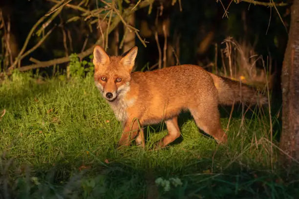 Beautiful male red fox coming out of a forest in the last sunlight.